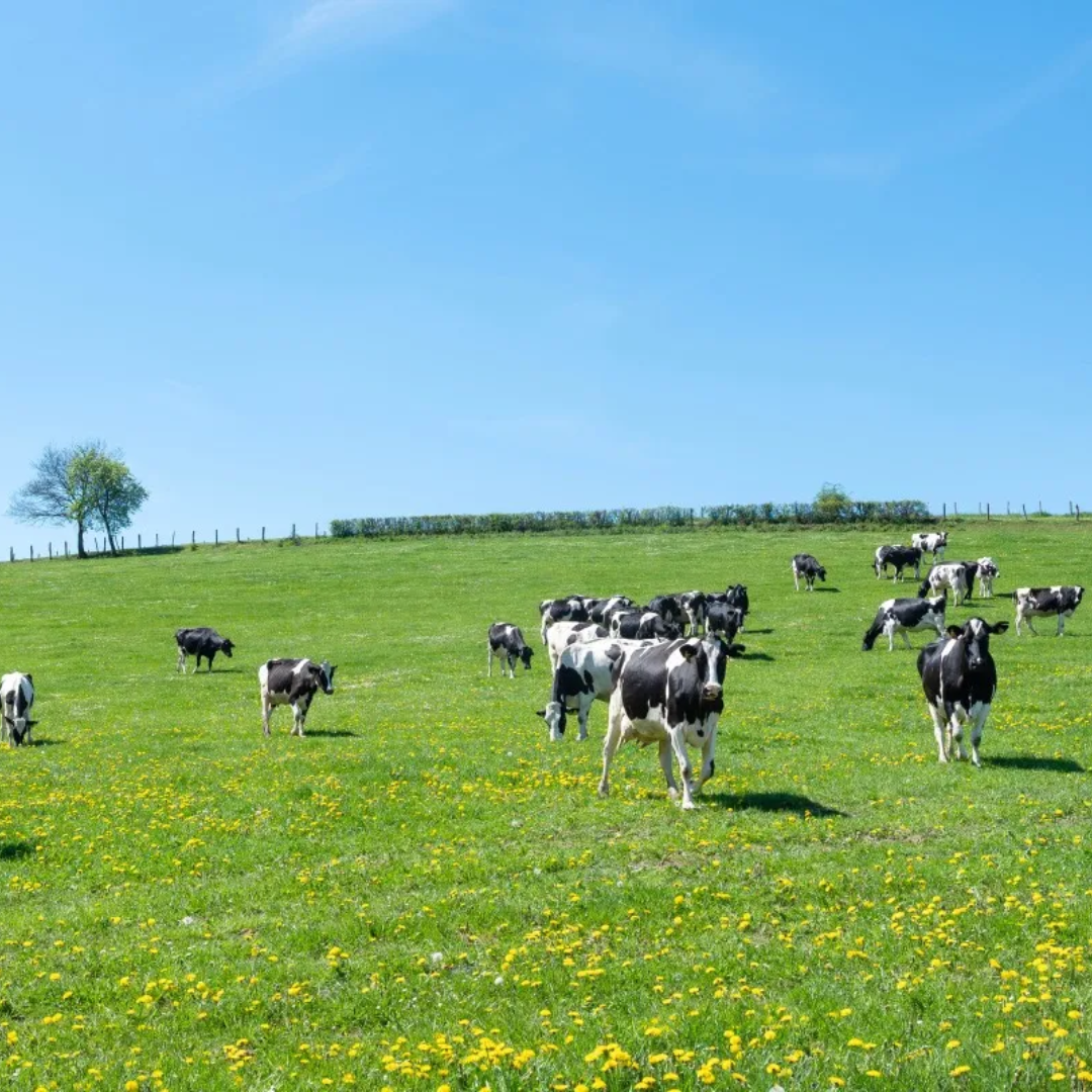 Ganadería, objetivos climáticos para 2040 y la PAC: es un juego de números