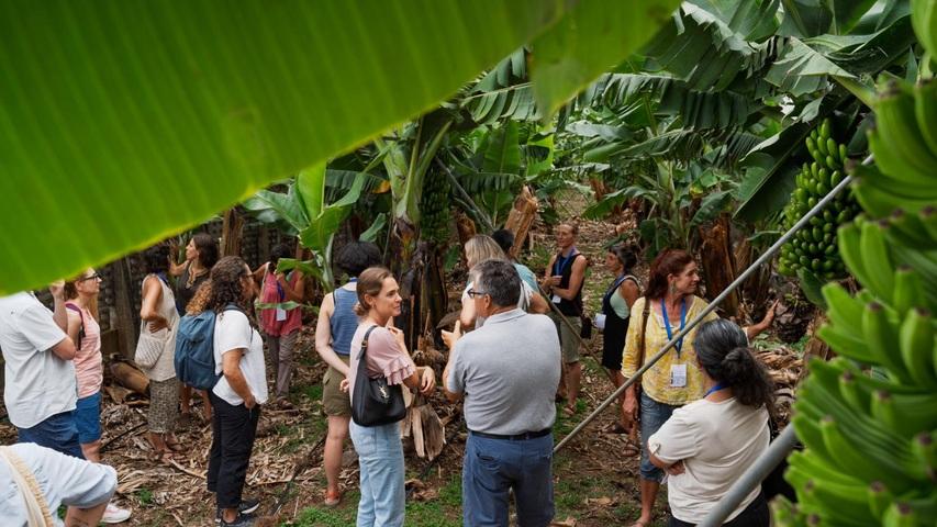 Zona platanera de la Ecofinca Nogales